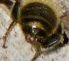 Osmia sp.